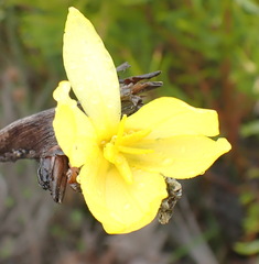 Bobartia macrospatha macrospatha