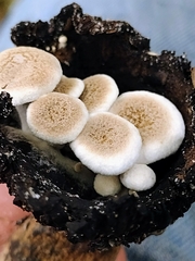 Asterophora lycoperdoides
