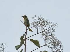 Psilopogon haemacephalus