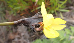 Bobartia macrospatha macrospatha