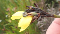 Bobartia macrospatha macrospatha