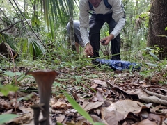 Craterellus fallax image