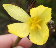 Bobartia macrospatha macrospatha