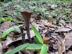 Craterellus fallax image