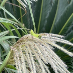 Patanga japonica