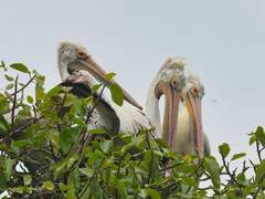 Pelecanus philippensis