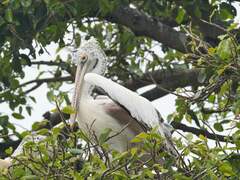 Pelecanus philippensis