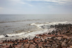 Arctocephalus pusillus pusillus