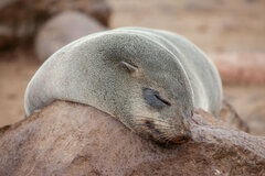 Arctocephalus pusillus pusillus