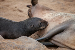 Arctocephalus pusillus pusillus