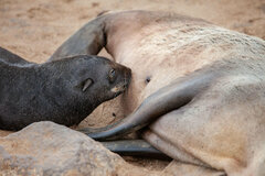 Arctocephalus pusillus pusillus