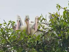 Pelecanus philippensis