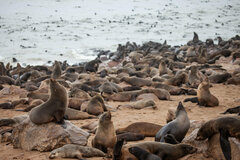 Arctocephalus pusillus pusillus