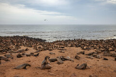 Arctocephalus pusillus pusillus