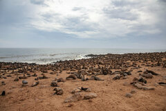 Arctocephalus pusillus pusillus