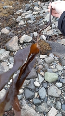 Laminaria digitata