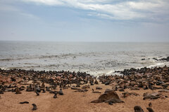 Arctocephalus pusillus pusillus