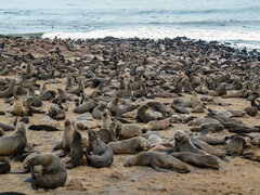 Arctocephalus pusillus pusillus