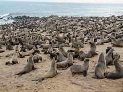 Arctocephalus pusillus pusillus