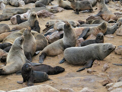 Arctocephalus pusillus pusillus