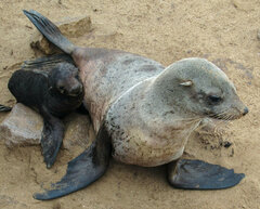 Arctocephalus pusillus pusillus