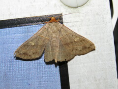 Panopoda