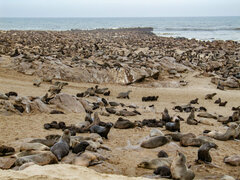 Arctocephalus pusillus pusillus