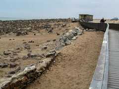 Arctocephalus pusillus pusillus