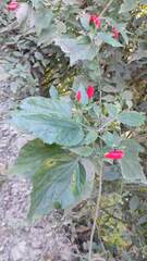 Malvaviscus arboreus