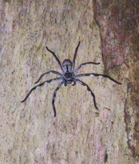 Holconia immanis