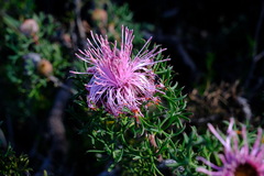 Isopogon