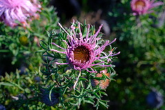Isopogon
