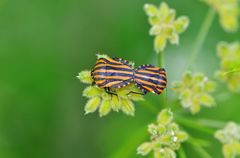 Graphosoma rubrolineatum