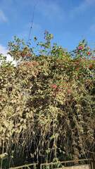 Malvaviscus arboreus