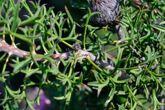 Isopogon