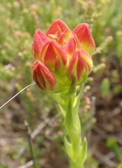 Ceratandra grandiflora