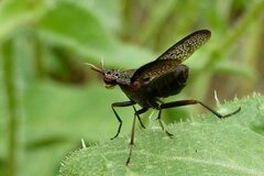 Coremacera marginata