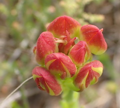 Ceratandra grandiflora