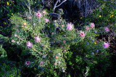 Isopogon