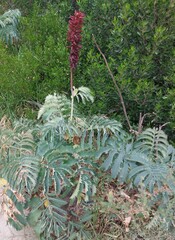 Melianthus major