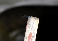 Heliocypha perforata