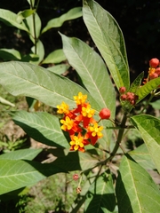 Lantana camara