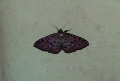 Speiredonia spectans