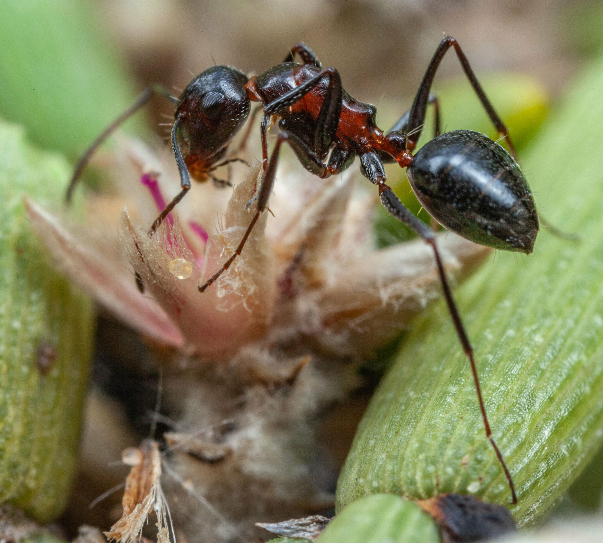 Camponotus namacola