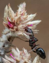 Camponotus namacola