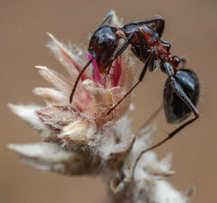 Camponotus namacola