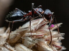 Camponotus namacola