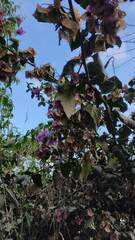 Bougainvillea glabra