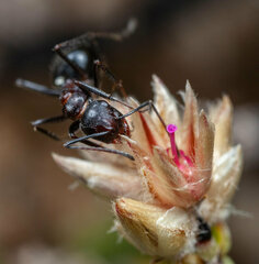 Camponotus namacola