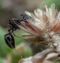 Camponotus namacola